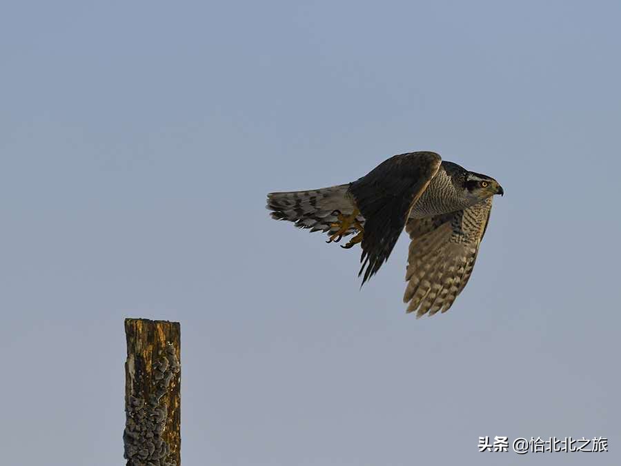 草原杀手,草原杀手视频