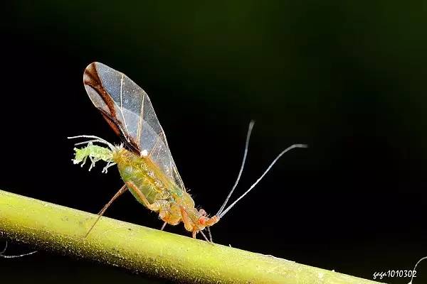 杀虫剂如何防治病虫害,金叶榆树虫害用什么杀虫剂防治好