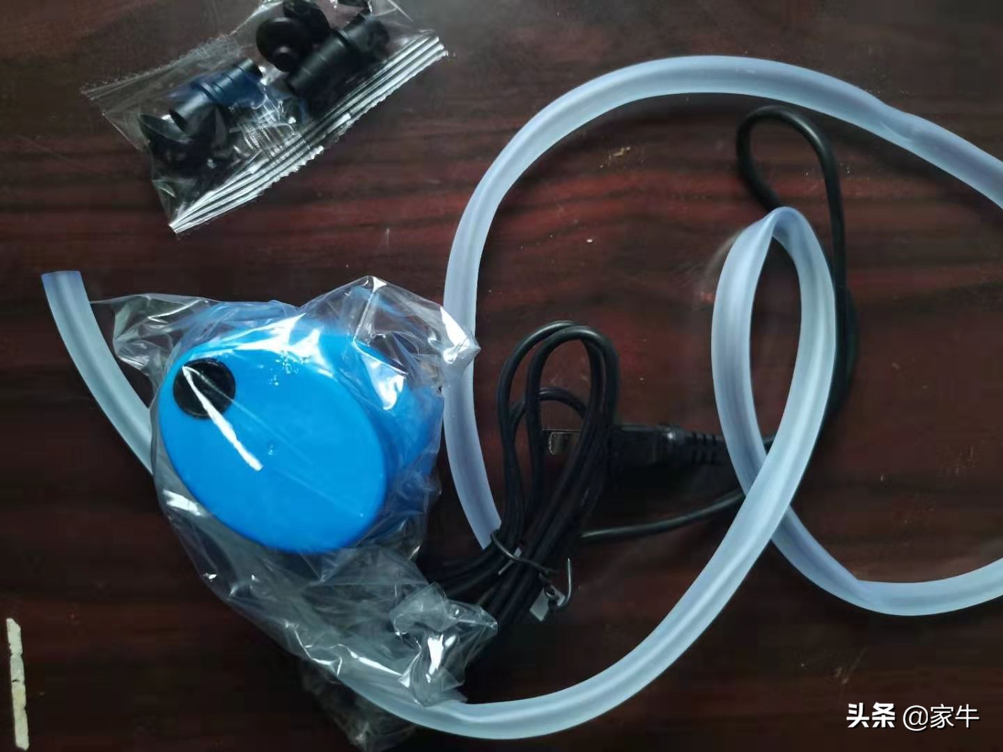 家牛的宠物龟、草金鱼、仙人球日志第323日