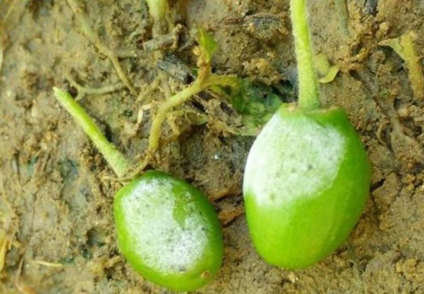 台湾青枣怎么处理,大青枣黑点病的防治