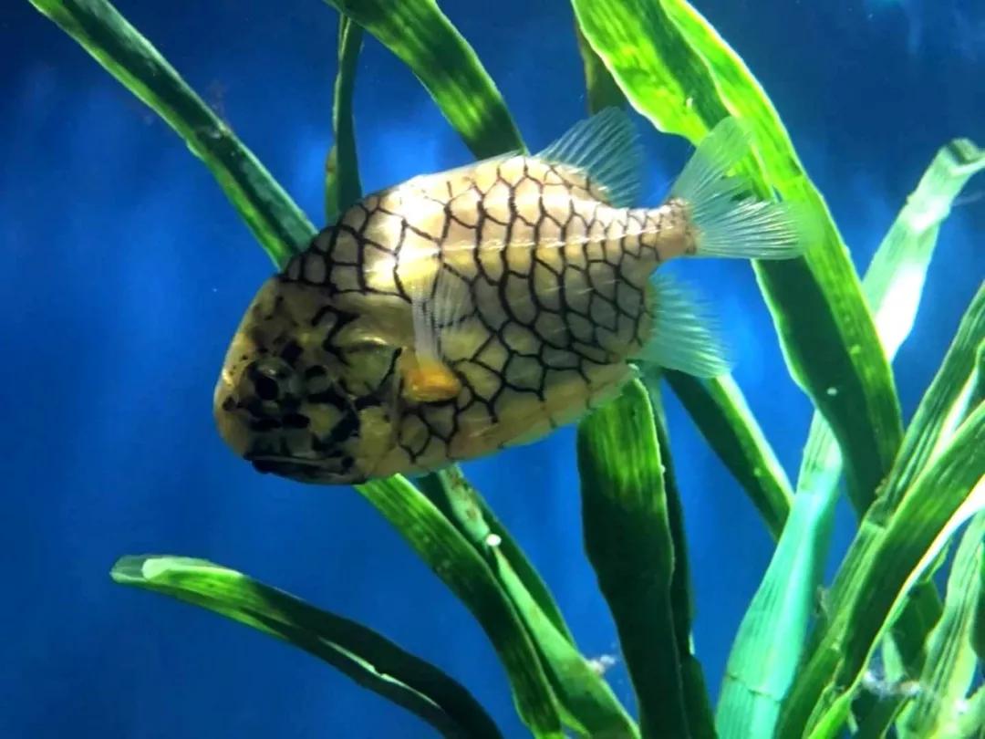 海底世界搬到自己家,海底世界聊城入园