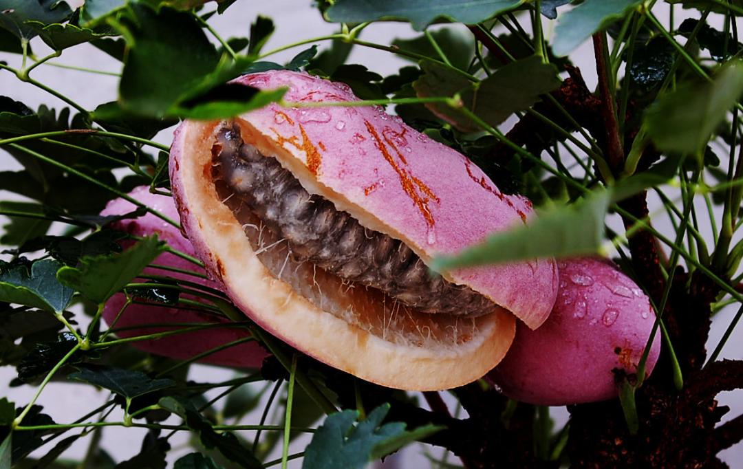 种植八月瓜的商机,种植八月瓜药材前景很好很广泛吗