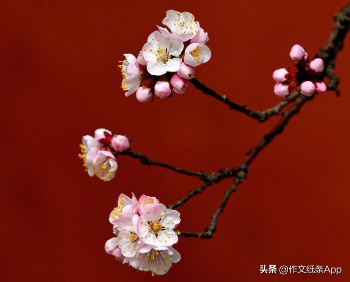 高考58篇必背作文,高考作文轻松拿到55分秘诀