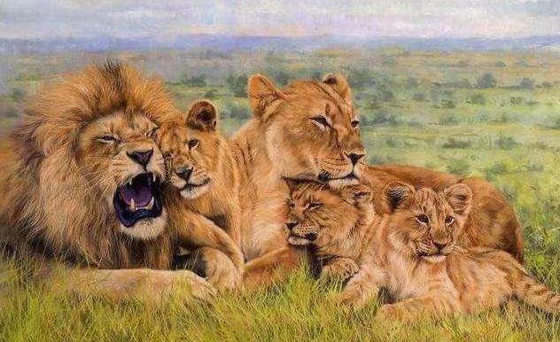 老虎VS狮子,会碰撞出怎样的火花?打得真厉害