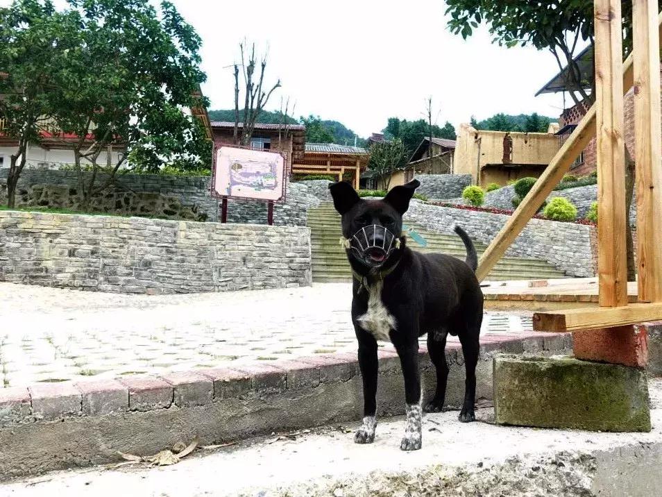 涓伴兘鍘夸埂鏉戞尟鍏寸殑鏂规硶,涓伴兘涔℃潙鎸叴