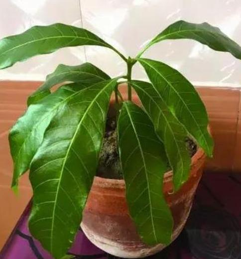 芒果腐烂,变质芒果的处理方法