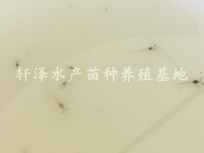 南美白对虾养殖技术全程指导,南美白对虾工厂化养殖技术介绍