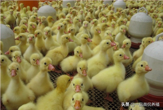 鹅疫苗免疫程序表,养鹅的免疫程序各个阶段用药方法