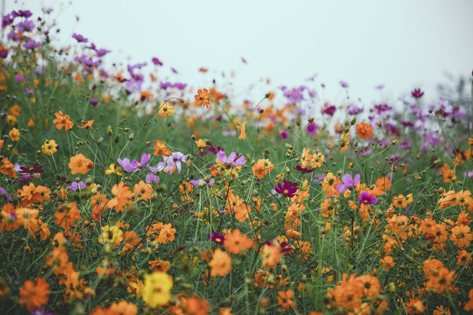 春有百花秋有月景点在哪,九龙湾花彩小镇醉美公园
