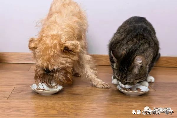 狗狗吃猫粮有什么危害,狗狗吃猫粮有什么危害吗