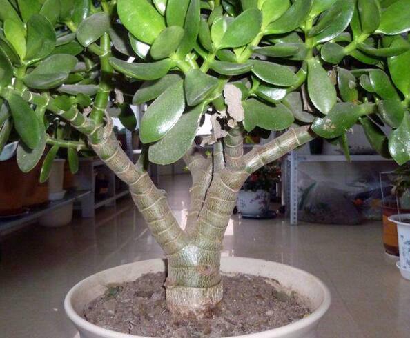 老桩最好养的三种植物,三代传家宝盆景