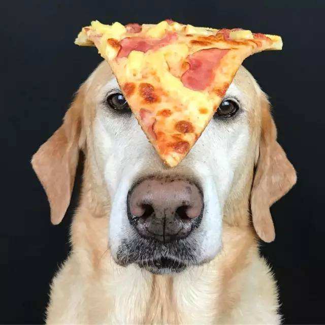 十大容易胖的狗排名,最容易胖成猪的几种狗