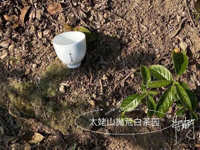 春茶即将结束夏茶将开始,春茶采茶季即将结束