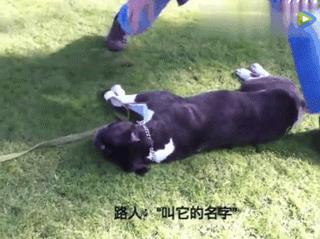 狗狗突然抽搐倒地怎么办,狗狗玩耍时受伤情绪低落