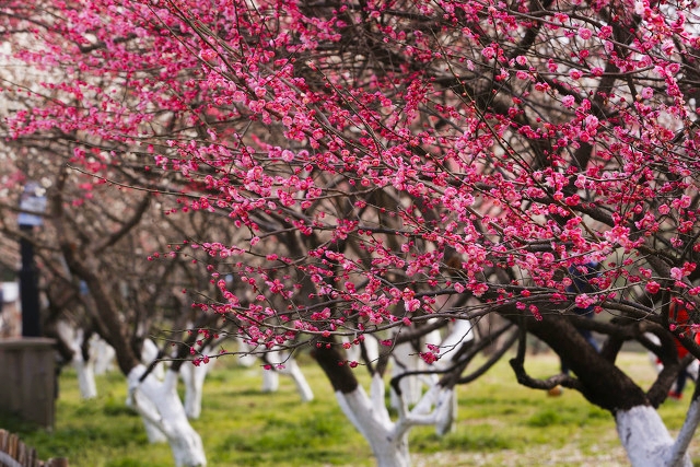 打卡新白娘子传奇杭州取景地,三月杭州打卡景点