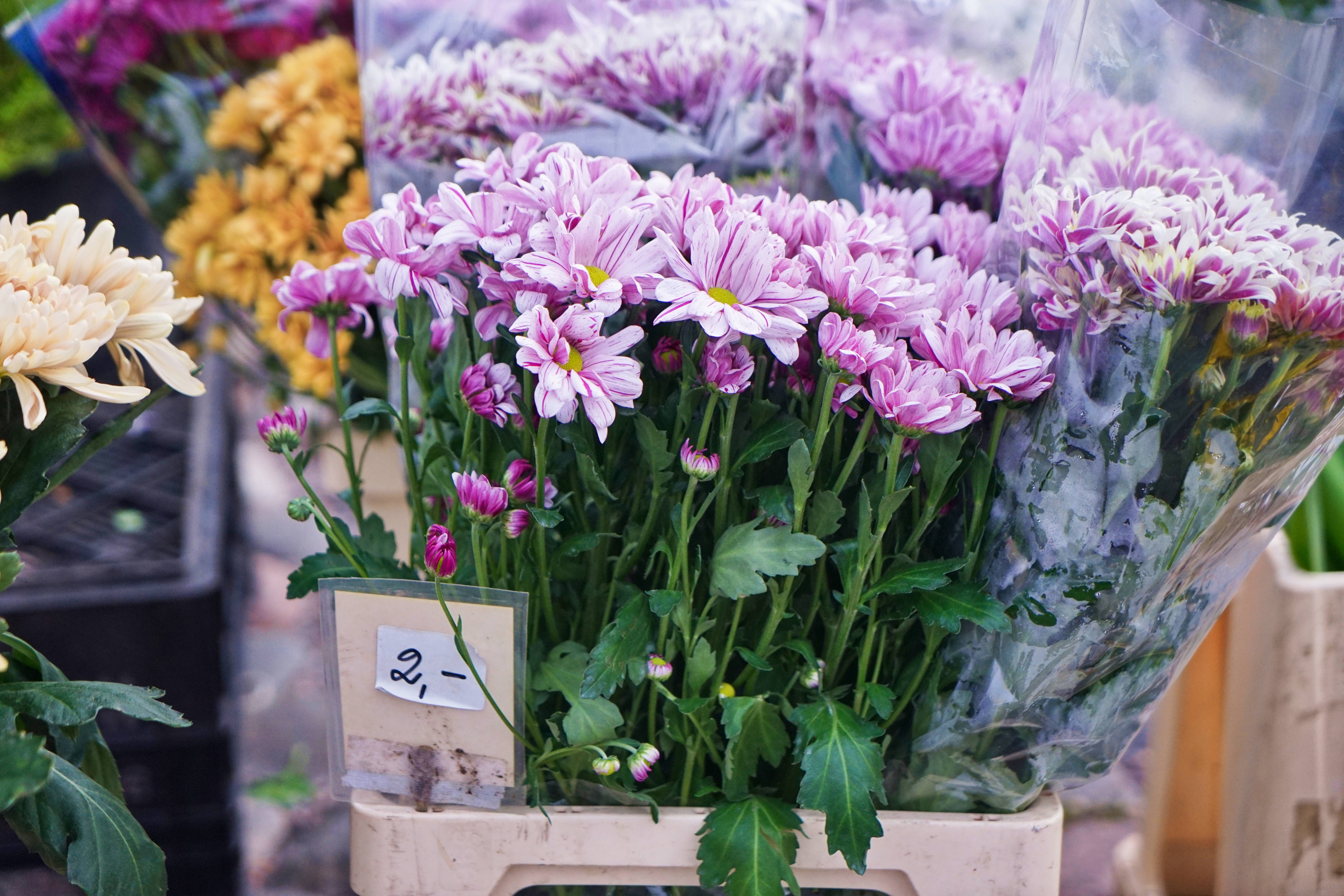 不会英语也能嗨的国家,不会英语能游遍世界吗