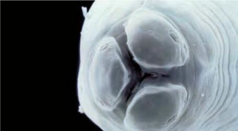 不花一分钱给猫咪驱虫,花最少的钱养狗博美