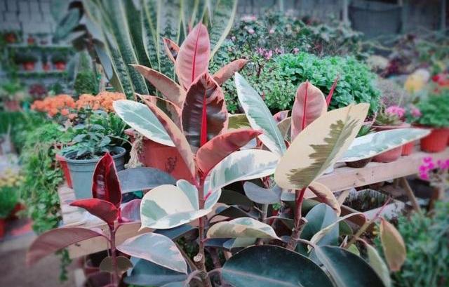 家里养花注意了这几种花别养,家里养花怎么养才不会生虫