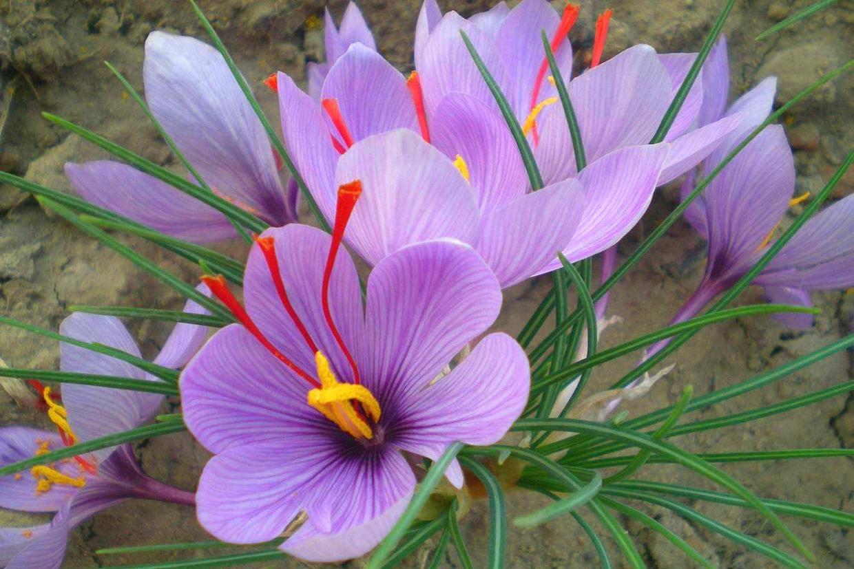 番红花适合养什么花,番红花怎么才能多开花