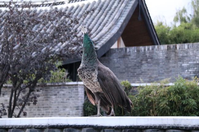 丽江束河看玉龙雪山的最佳酒店,丽江束河住宿推荐