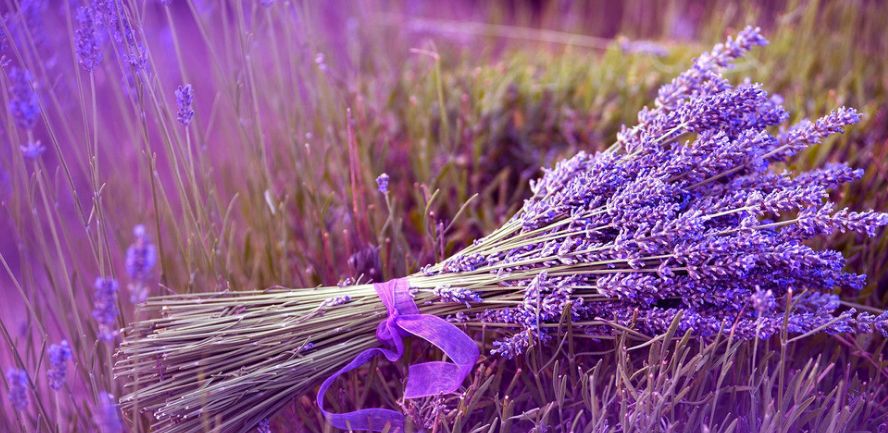 50种鲜切花花语，每个花艺师都要知道