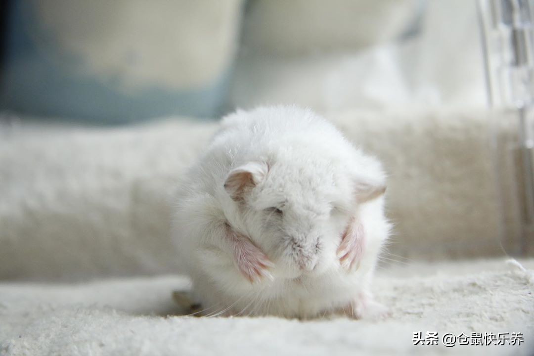 仓鼠并非邋遢宠物，为获得饲主宠幸，洗脸理毛鼠鼠每天都会做