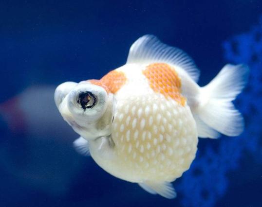 金鱼饲养难度排名,养金鱼的注意事项和饲养方法图片