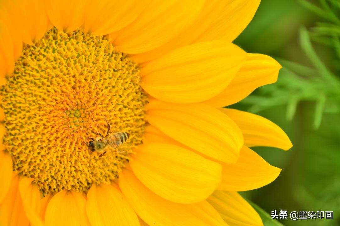 向日葵如何拍摄出好看的效果,向日葵拍摄技巧
