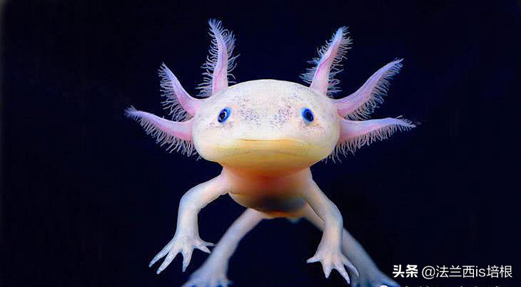 六角恐龙为什么24小时没有便便,怎么判定六角恐龙是否成年