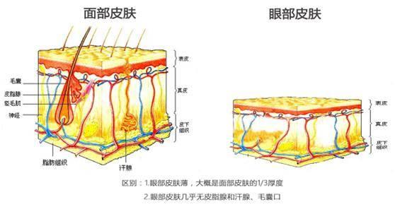 眼霜哪款才是真正有效,眼霜哪款才是真正有效好用的
