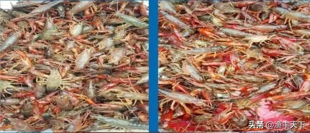 vc抗应激对水产养殖的用途,水产养殖vc抗应激的作用