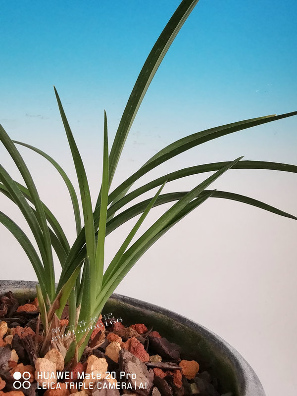 [艺兰频道]一*四六**：针对蜗牛等软体虫寄生携带的特点应对处理