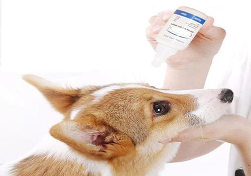 狗狗感冒怎么治疗最有效,小狗狗感冒了该怎么办