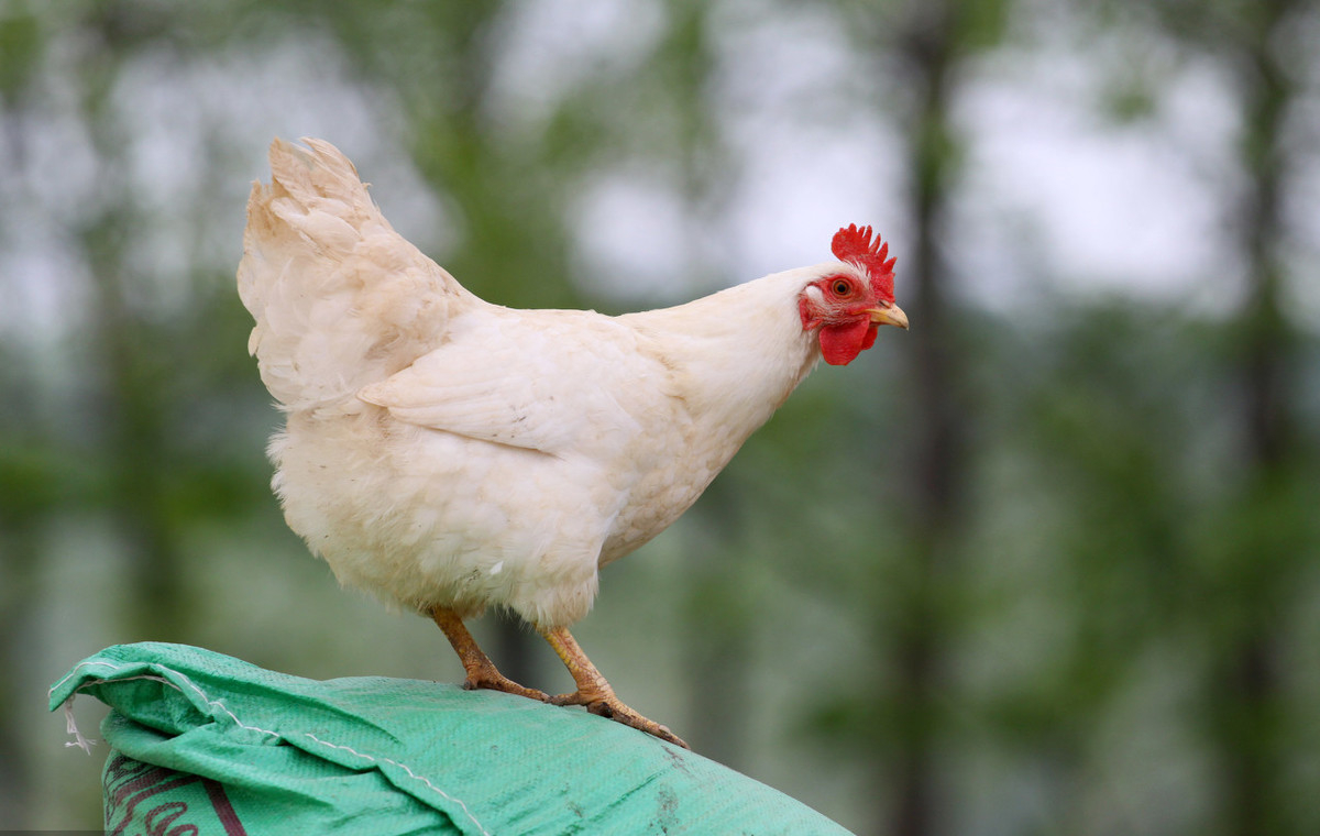 养鸡与鸡痘病防治,养鸡小妙招鸡痘