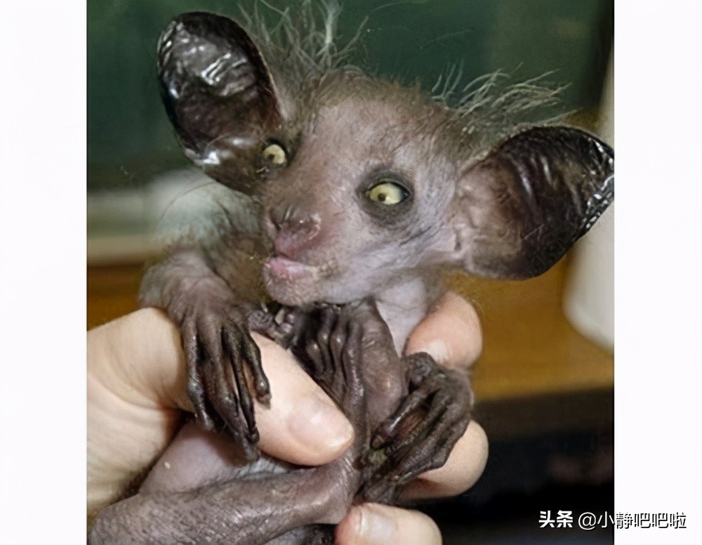 马达加斯加冷知识,马达加斯加的特点和路线