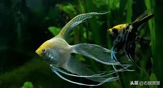 七彩神仙鱼有寄生虫的症状,神仙鱼体内寄生虫怎么去除