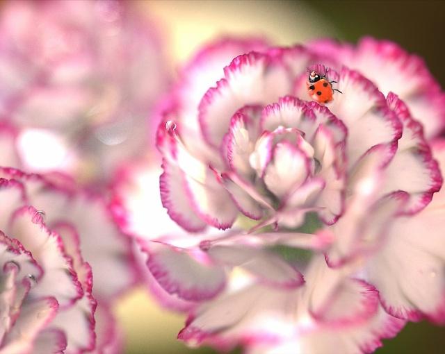 康乃馨种子养殖到开花方法全过程,康乃馨养殖酸性土好还是碱性土好