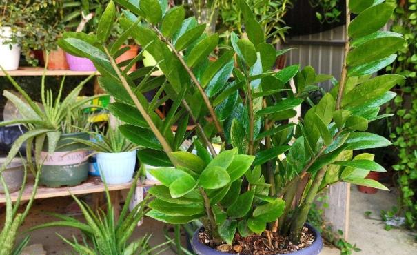 养金钱树做好5点,植株不停窜新芽,金钱叶一串串,油绿又繁茂