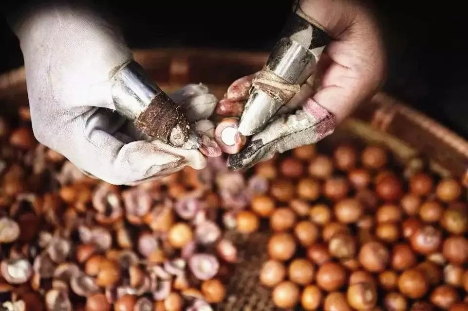 鸡头米熬糖水的做法,苏州葑门正宗鸡头米旗舰店