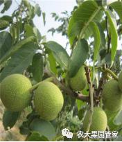 种植新品种果树苗一手货源,各种新品种果树苗木一手货源