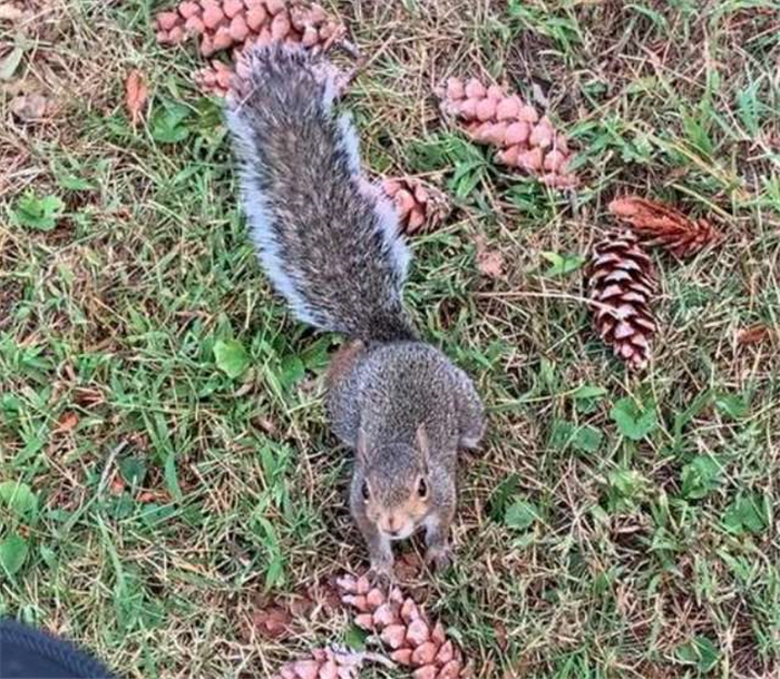 松鼠也会向人求救,求救方式也如此奇特,路人:你想碰瓷吗?