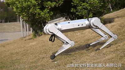 1万8元秋田犬出售,最新一代机器狗