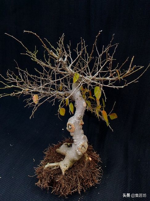 盆景素材的取舍,盆景素材哪些品种好活