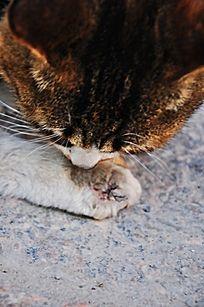 猫咪爪子被烫了怎么办,猫咪爪子被割伤怎么处理