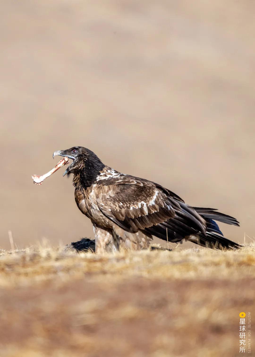 林草领域知识图谱,林草科普专业术语