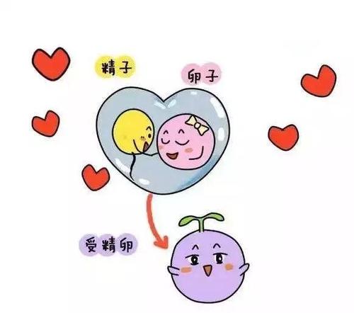 卵子质量不好跟卵巢好坏有关系吗,监测卵泡能看出卵子的质量好坏吗