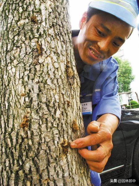 白蜡树秋季,白蜡观赏期