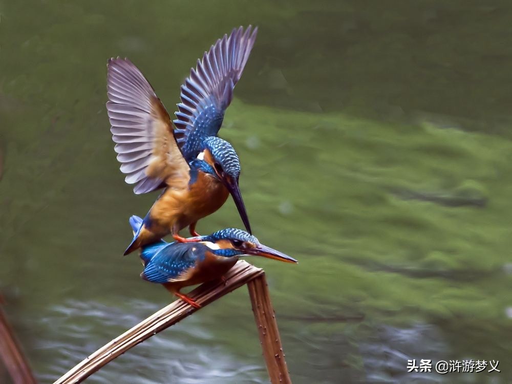 那些说不出名字的鸟,常见的纯黑色羽毛的鸟有哪些