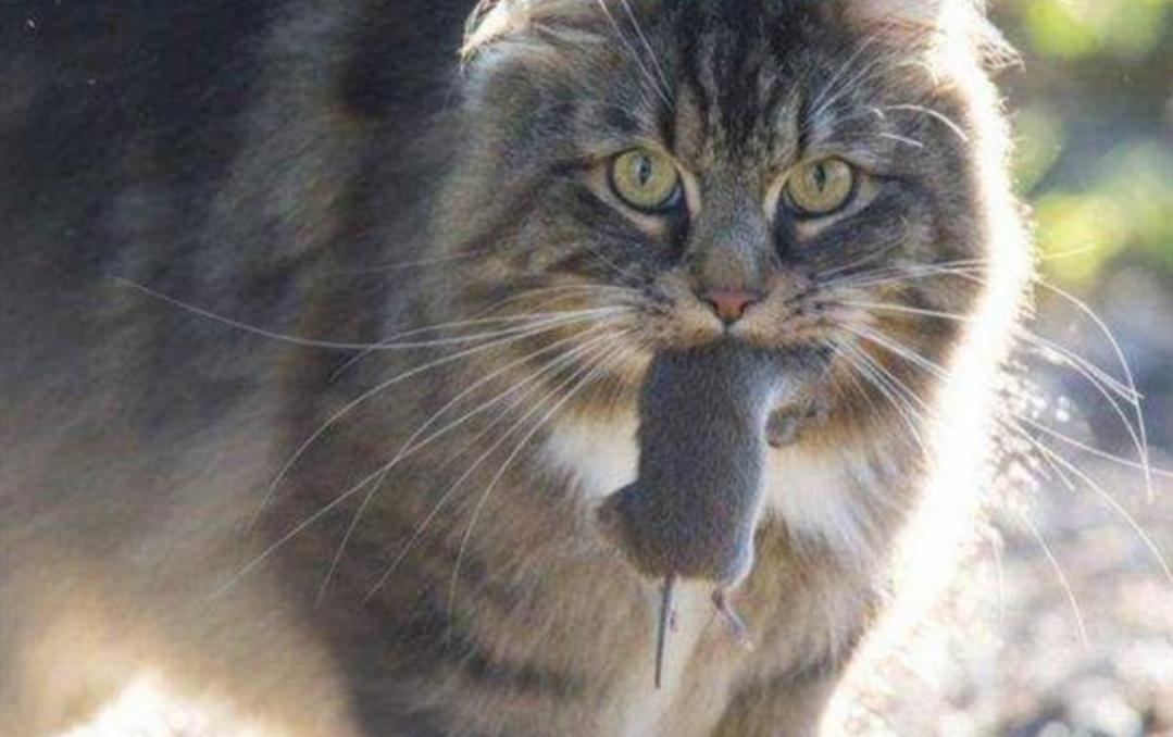 猫的祖先的进化过程,猫的祖先距今有多少年