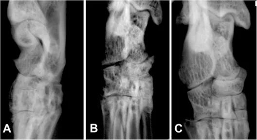 周扬青养的什么狗,周扬青呼吁不养折耳猫